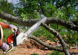 Best Tree Preservation Services  in Ellicott City, MD